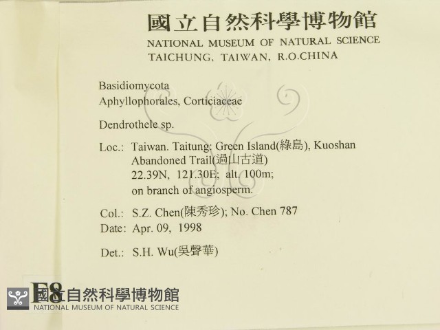 樹狀皮革菌屬藏品圖，第2張