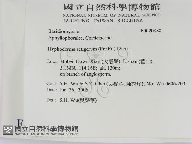 剛毛絲皮菌藏品圖，第2張