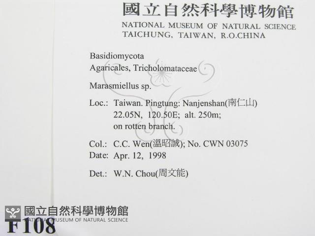 微皮傘屬藏品圖，第2張