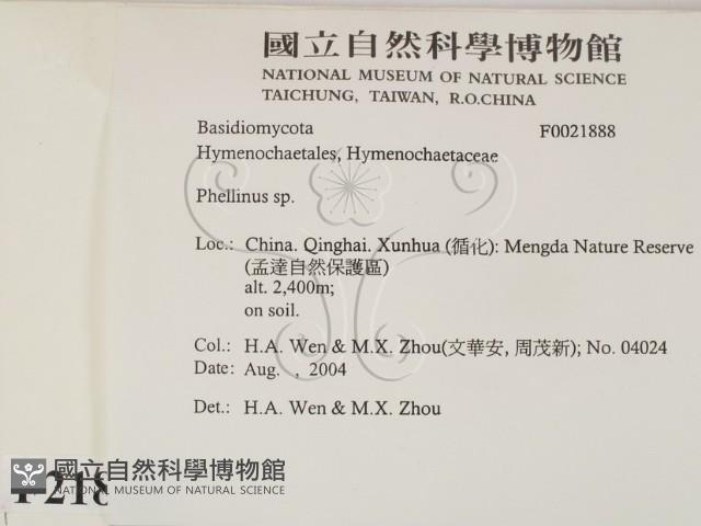 木層孔菌屬藏品圖，第2張