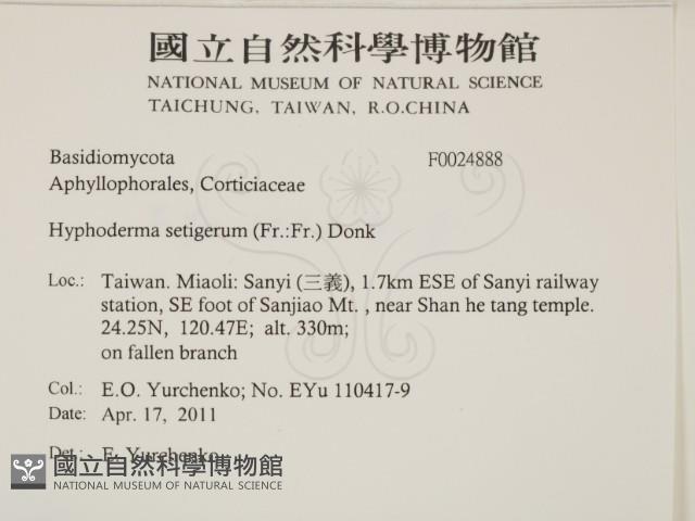 剛毛絲皮菌藏品圖，第2張