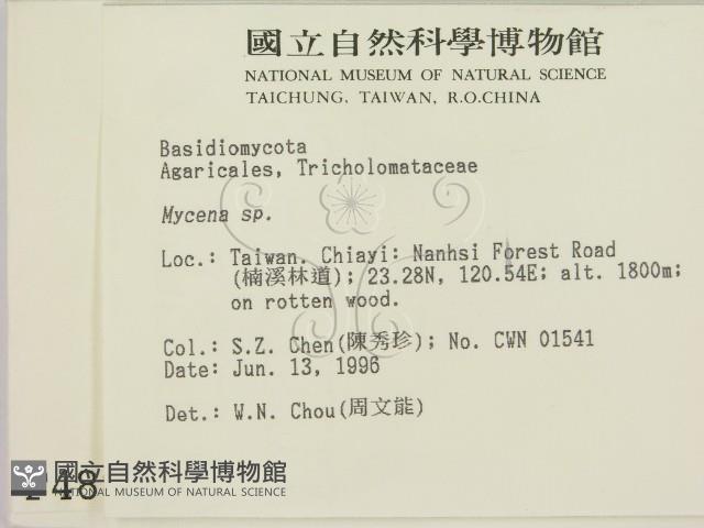 小菇屬藏品圖，第2張