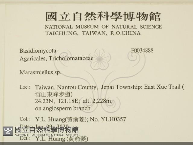 微皮傘屬藏品圖，第2張