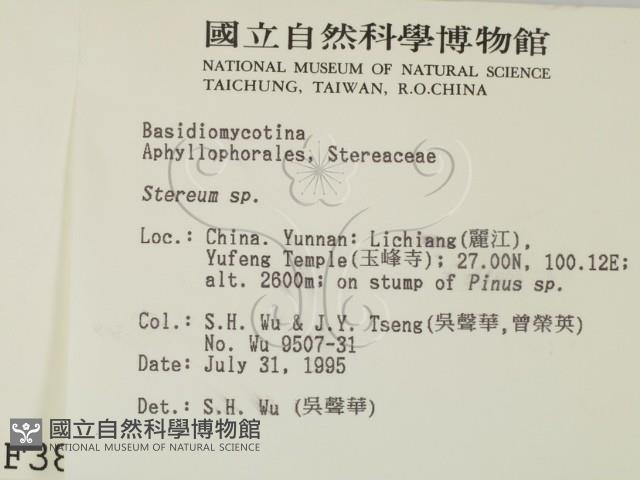 韌革菌屬藏品圖，第2張