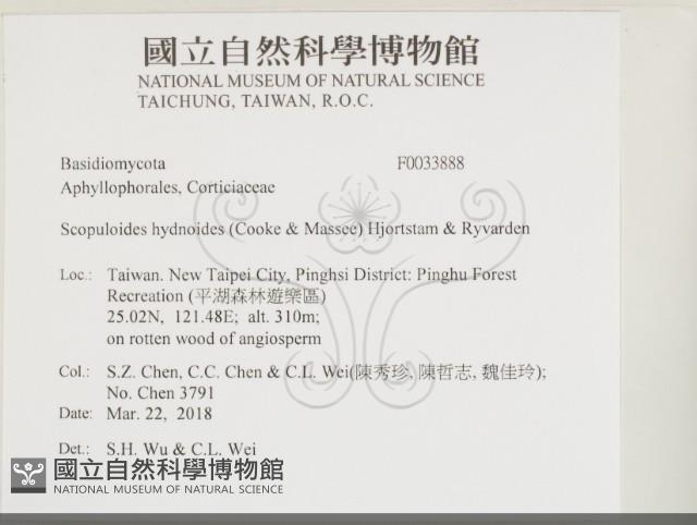 針齒銳岩菌藏品圖，第2張