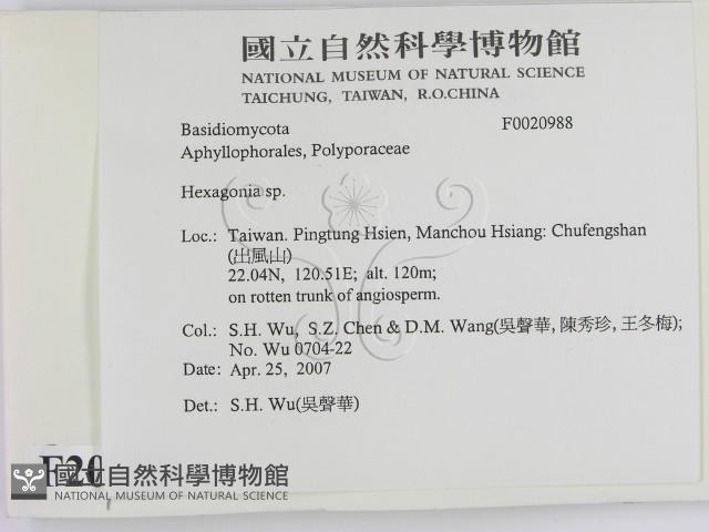 蜂窩菌屬藏品圖，第2張