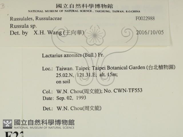 紅菇屬藏品圖，第2張