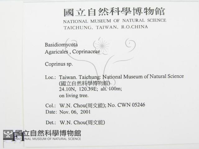 鬼傘屬藏品圖，第2張