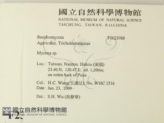 小菇屬藏品圖，第2張