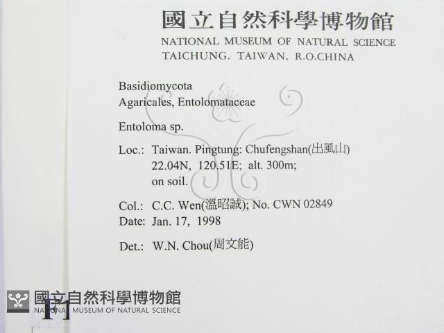 粉褶菌屬藏品圖，第2張