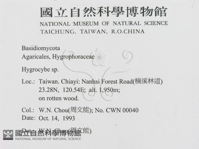 濕傘屬藏品圖，第2張