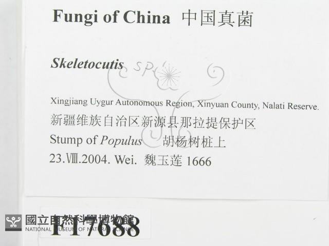 骨皮菌屬藏品圖，第2張