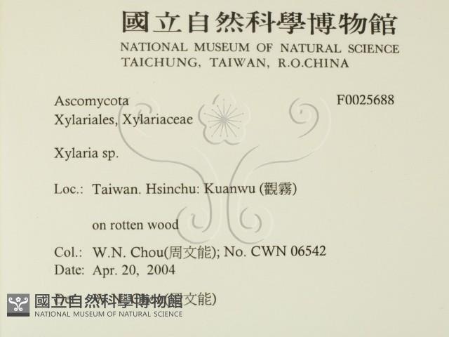 炭角菌屬藏品圖，第2張