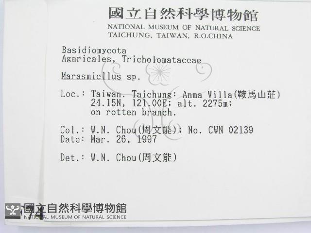 微皮傘屬藏品圖，第2張