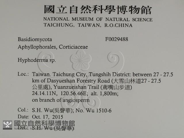 絲皮菌屬藏品圖，第2張