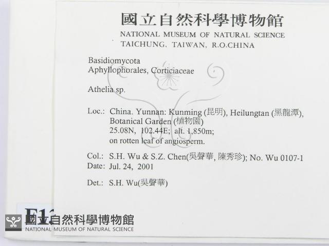 阿太菌屬藏品圖，第2張