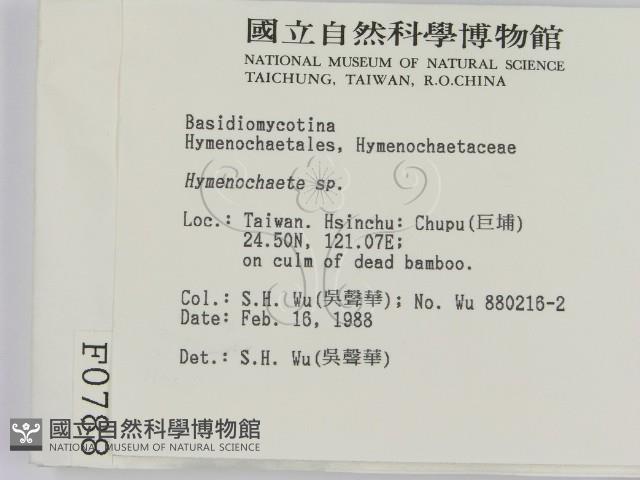 刺革菌屬藏品圖，第2張