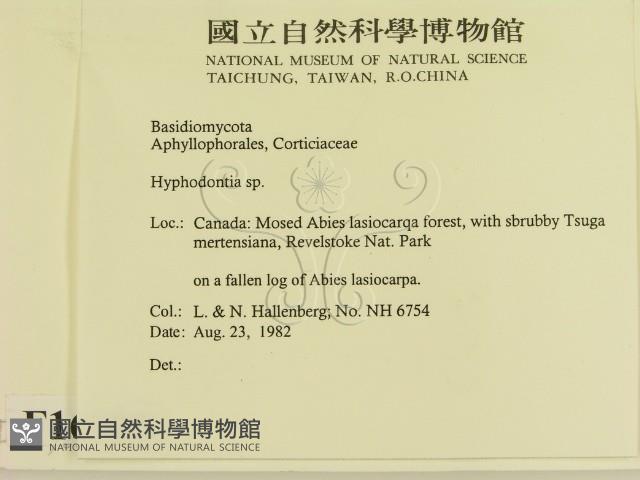 絲齒菌屬藏品圖，第2張