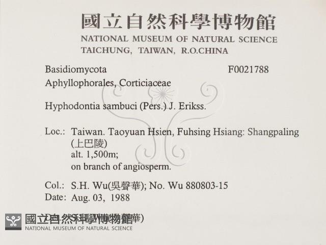 冇骨消絲齒菌藏品圖，第2張