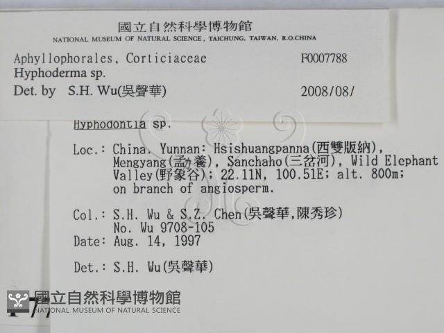 絲皮菌屬藏品圖，第2張