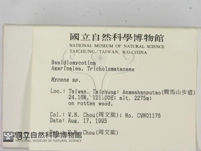小菇屬藏品圖，第2張