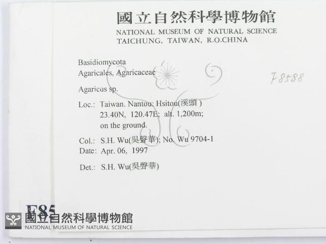 傘菌屬藏品圖，第2張