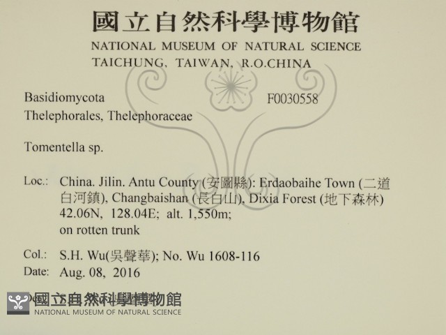 剛毛絲皮菌藏品圖，第2張