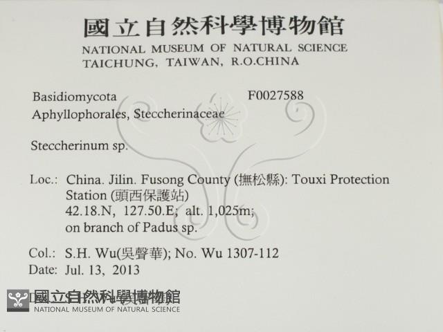 齒耳菌屬藏品圖，第2張