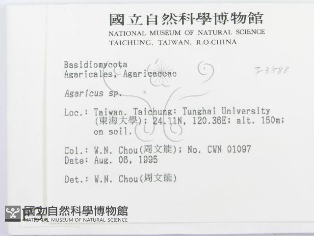 傘菌屬藏品圖，第2張