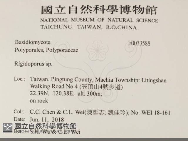 硬孔菌屬藏品圖，第2張