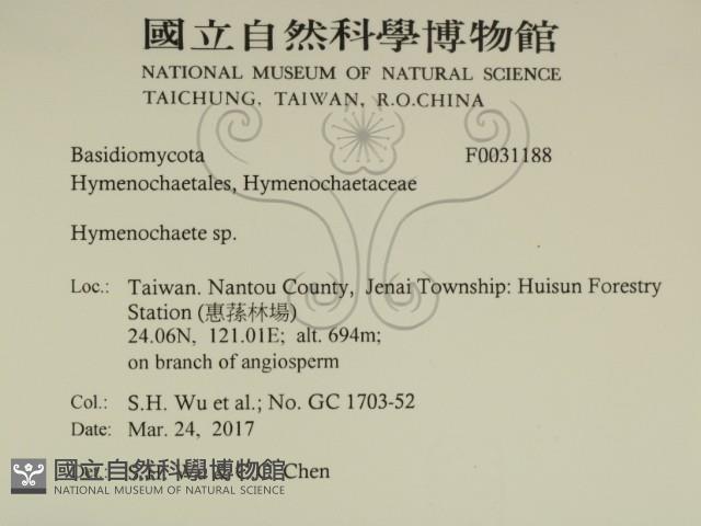 刺革菌屬藏品圖，第2張