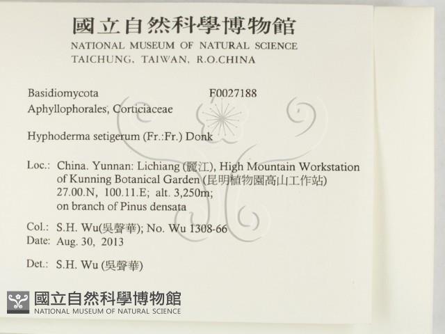 剛毛絲皮菌藏品圖，第2張