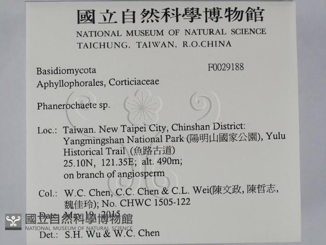顯絲菌屬藏品圖，第2張