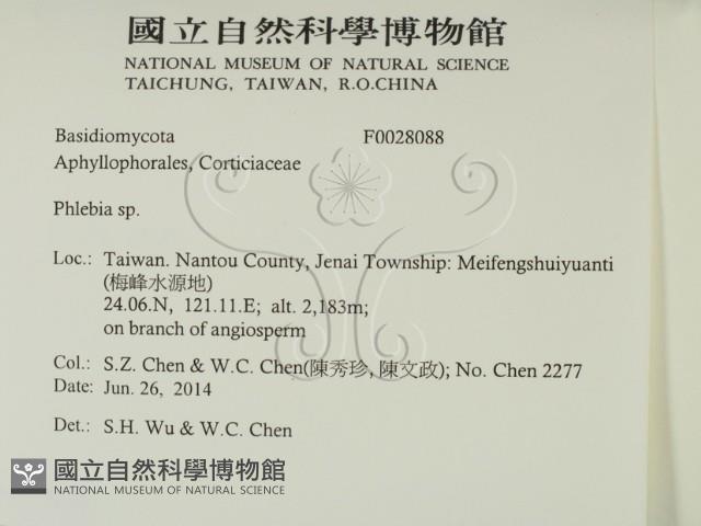 射脈菌屬藏品圖，第2張