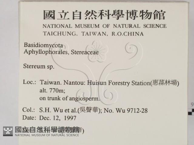 韌革菌屬藏品圖，第2張