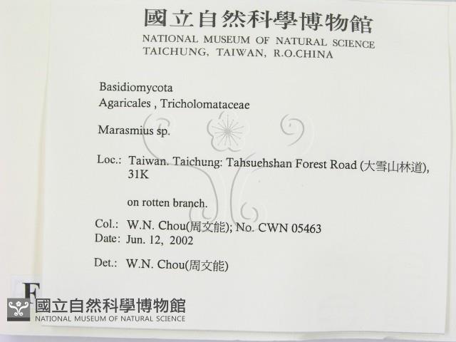 小皮傘屬藏品圖，第2張