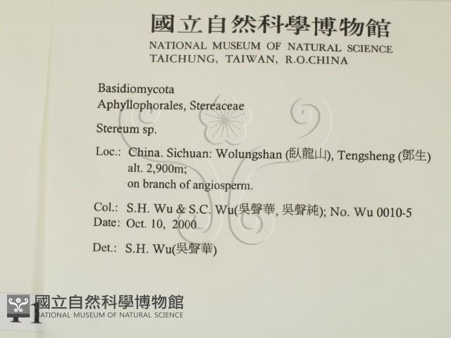 韌革菌屬藏品圖，第2張
