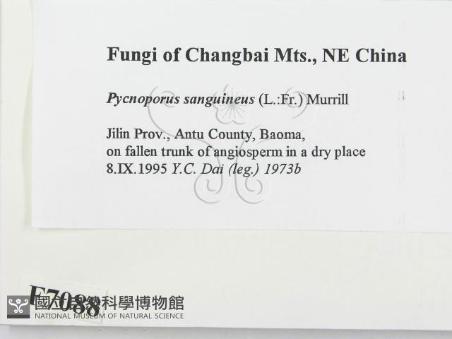 血紅密孔菌藏品圖，第2張