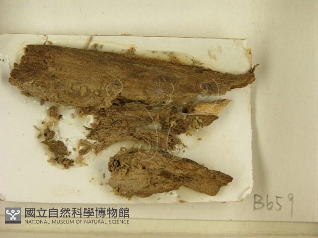 登錄號:F0021388藏品圖，第2張