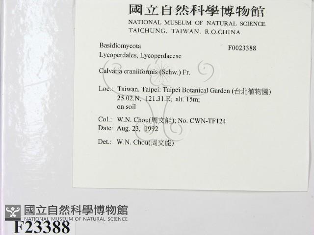 頭狀禿馬勃藏品圖，第2張