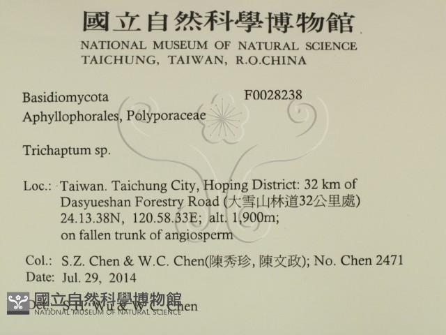 附毛菌屬藏品圖，第2張