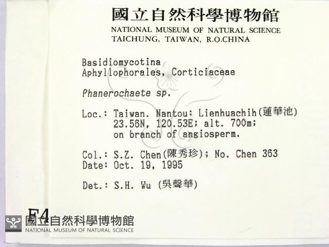 顯絲菌屬藏品圖，第2張