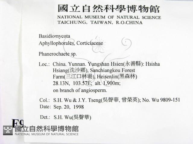顯絲菌屬藏品圖，第2張