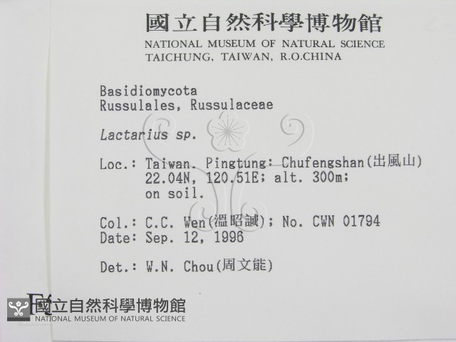 乳菇屬藏品圖，第2張