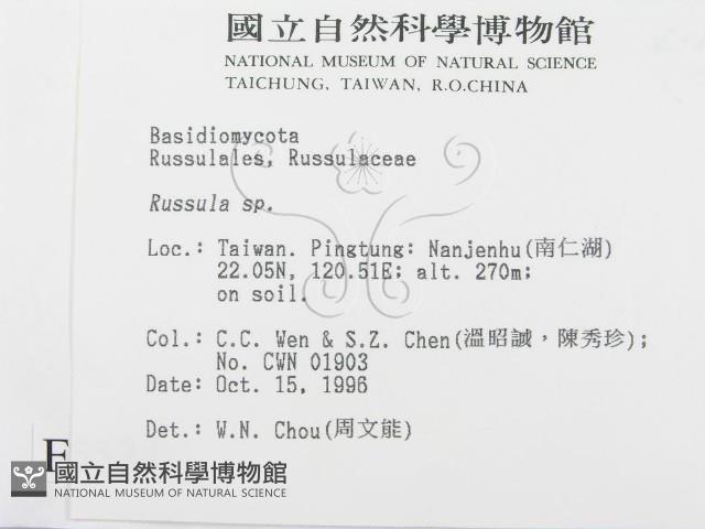 紅菇屬藏品圖，第2張