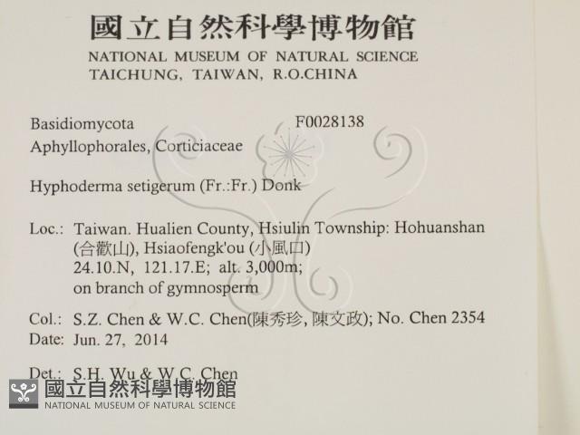剛毛絲皮菌藏品圖，第2張