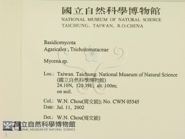 小菇屬藏品圖，第2張
