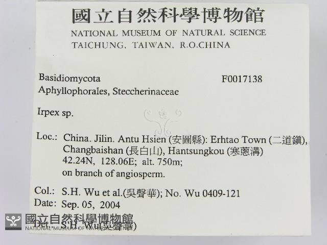 耙菌屬藏品圖，第2張