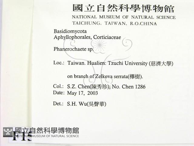 顯絲菌屬藏品圖，第2張