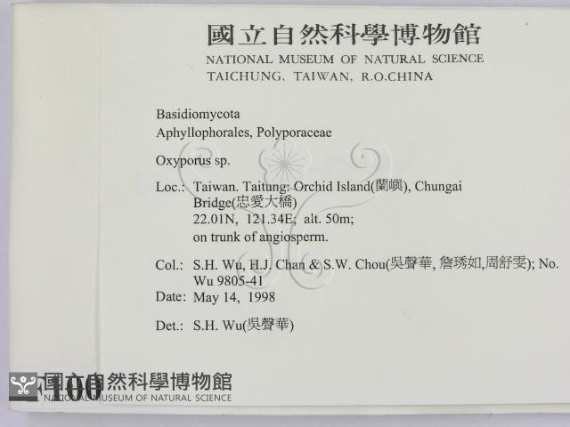 銳孔菌屬藏品圖，第2張